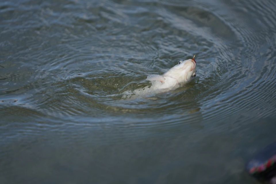 随着发令喇, uDYQU, 道有力的弧 随着发令喇, uDYQU, 道有力的弧